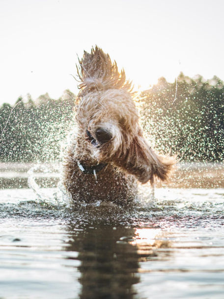 Dog playing and shaking off in water