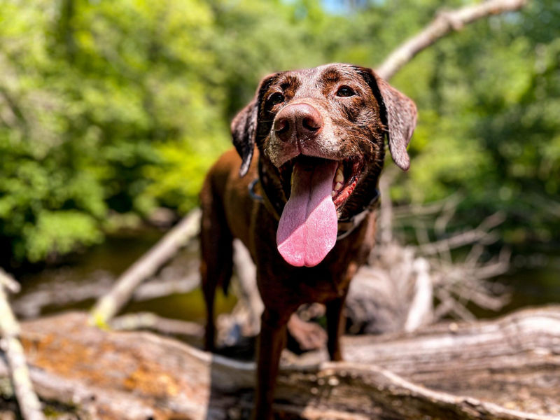 A close-up of a smiling brown dog outside in nature