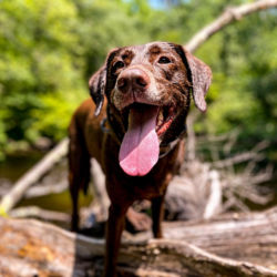 A close-up of a brown dog outside in nature