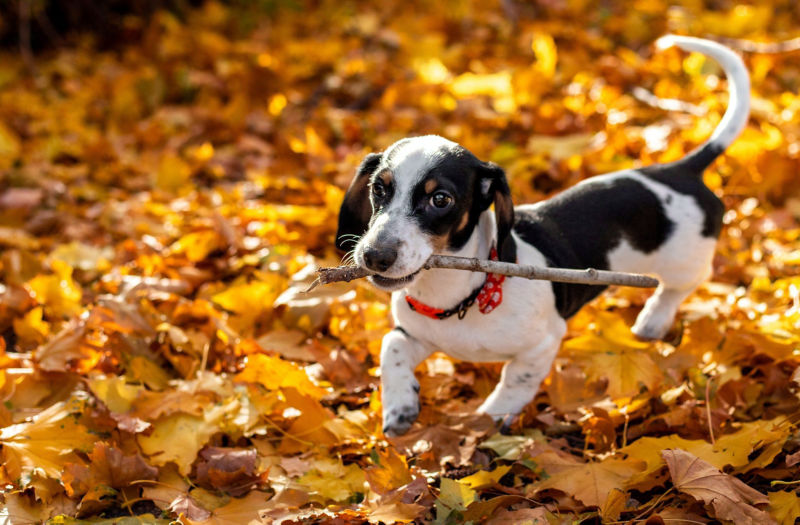 A young beagle runs through colorful leaves with a stick in its mouth.