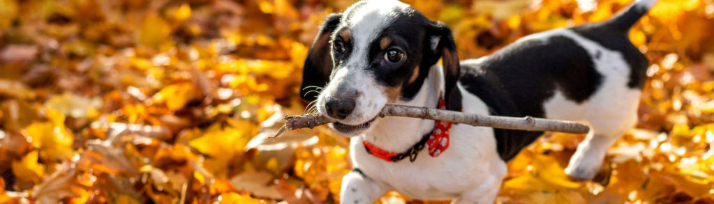 A small black and white dog running through colorful leaves with a stick in its mouth