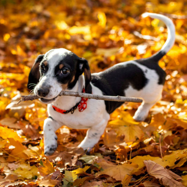 A young beagle runs through colorful leaves with a stick in its mouth.