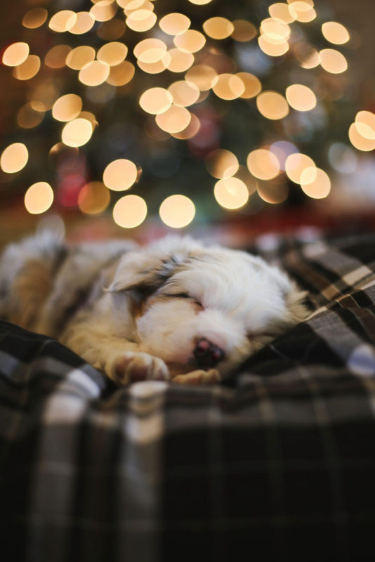 A small fluffy pup asleep on a plaid dog bed.