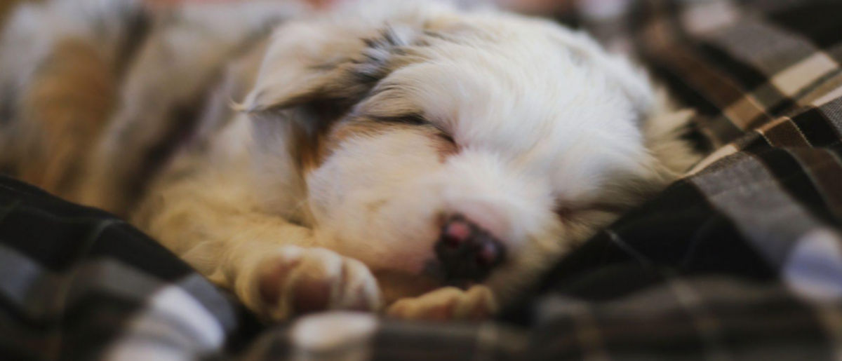 A small fluffy puppy asleep on a plaid dog bed