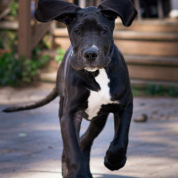 A black puppy running mid-stride