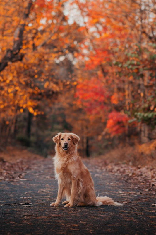 A golden retriever sitting on a road with colorful trees in the background