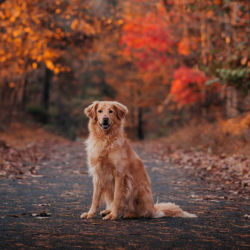 A golden retriever sitting on a road with colorful trees in the background