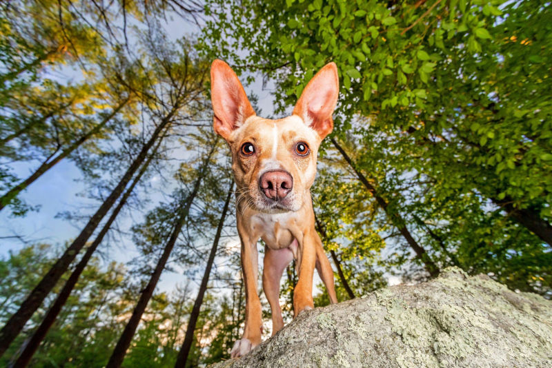 Looking up at a small dog with giant upright ears with trees behind it