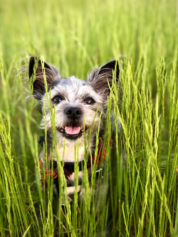 A small gray and white terrier in very tall bright green grass.