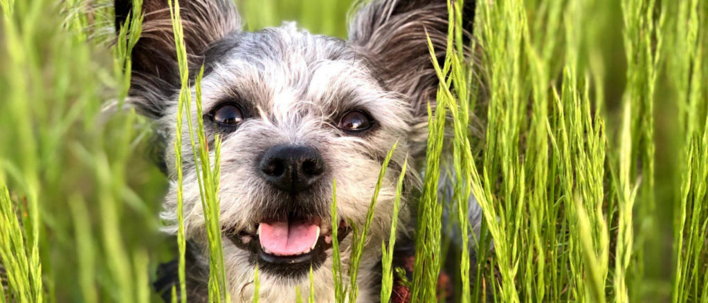 An older dog sits among the tall green grasses.