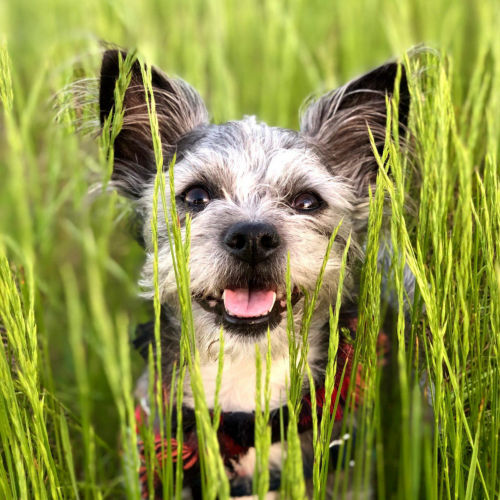 A small gray and white terrier in very tall bright green grass