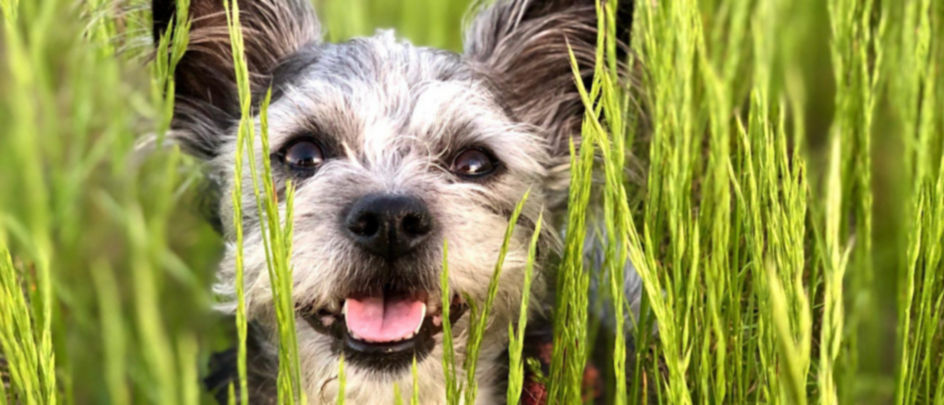 A small gray and white terrier in very tall bright green grass