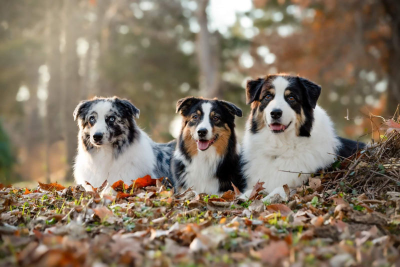 Three sheepdogs sitting next to each other in the woods
