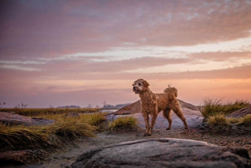 A curly-haired dog stands atop a rocky outcrop at sunset.