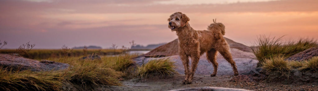 A curly-haired dog stands atop a rocky outcrop at sunset.