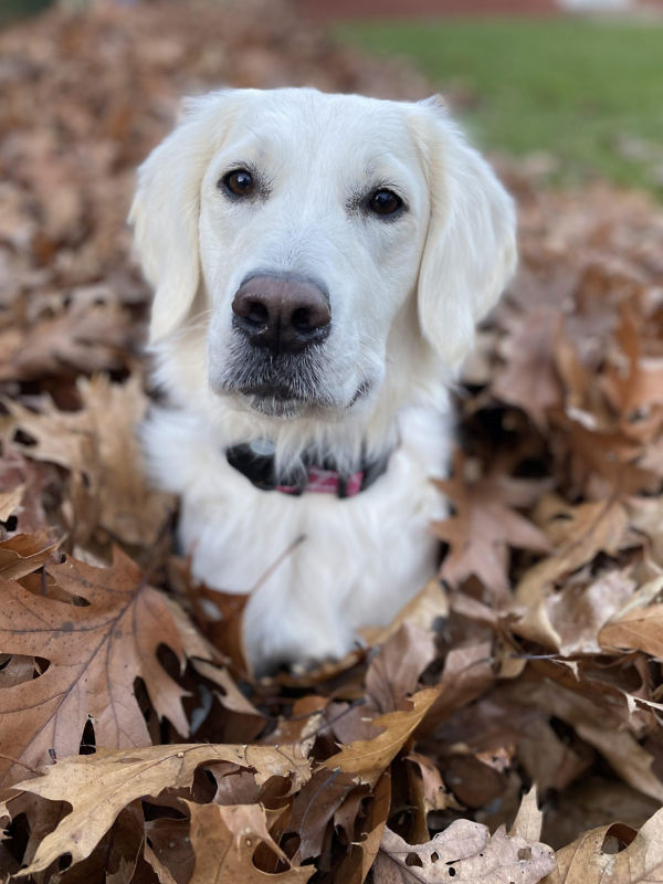 A yellow lab sitting in dry leaves