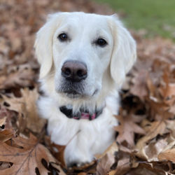 A yellow lab sitting in dry leaves