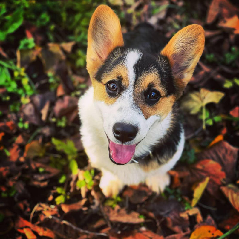 A small brown, white, and black dog with big ears looking up from the ground.