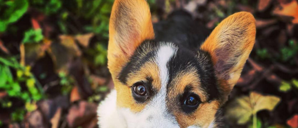 A corgi looks up from a pile of leaves