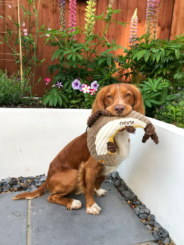 A small brown dog holding a plush fish toy in its mouth
