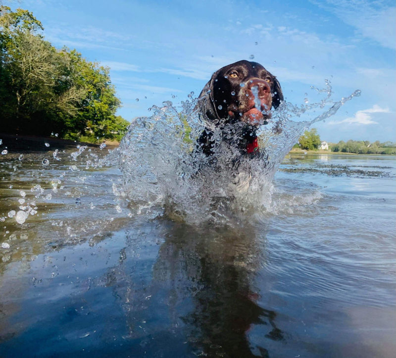 A dog running through still water and splashing it up into their face