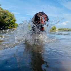 A dog running through still water and splashing it up into their face