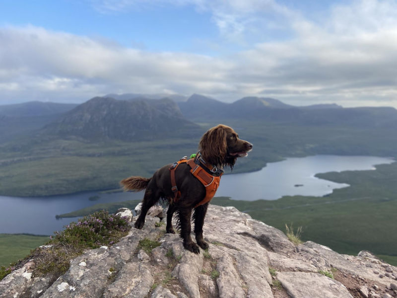 A brown dog standing at the top of a mountain.