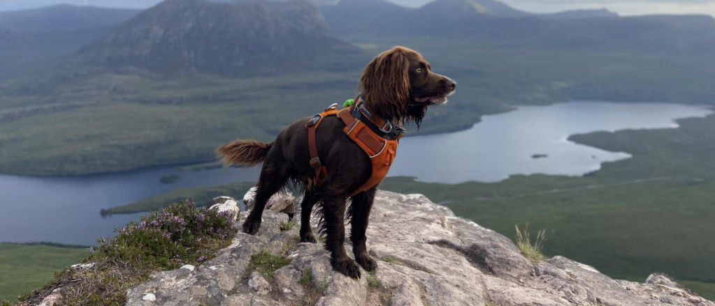 A brown dog standing at the top of a mountain