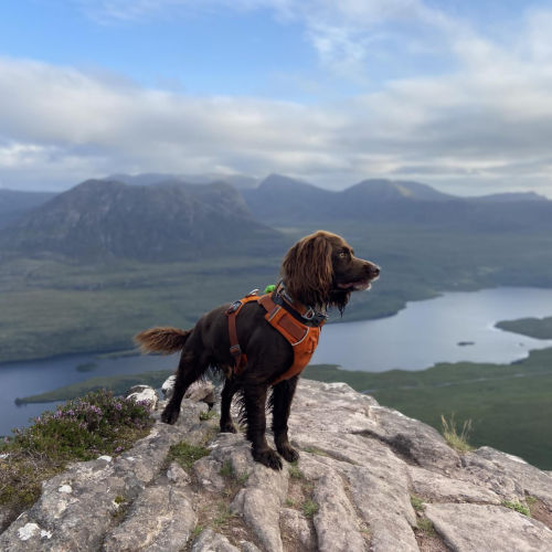 A brown dog standing at the top of a mountain