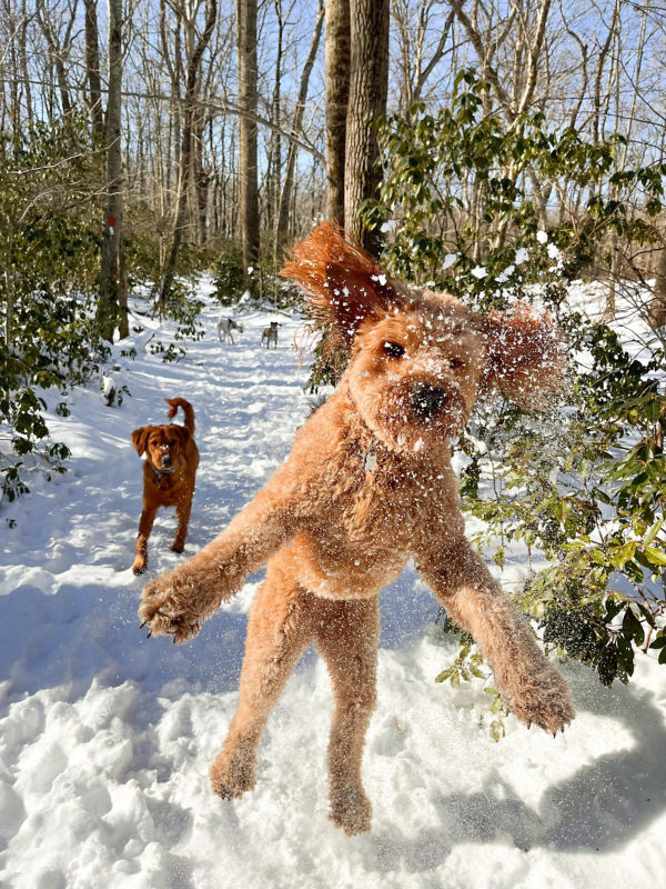 what to do if you see a bear with your dog