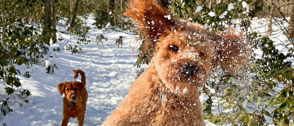 A brown poodle leaps into the air outside in the snow.