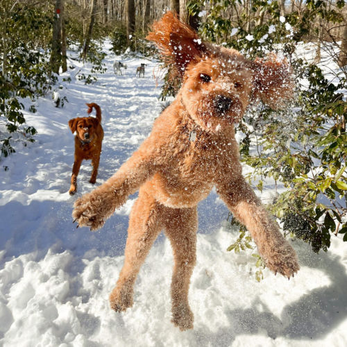 A poodle leaping through the air in the snow in the woods.