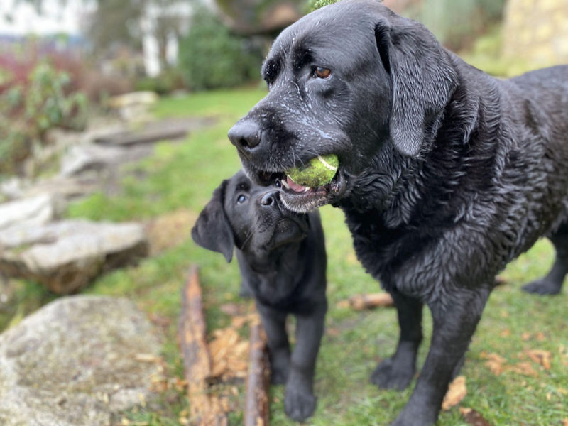 Top Selling Adult Labrador Dental Chew Toys Top Sellers laseb.fae.ufmg.br