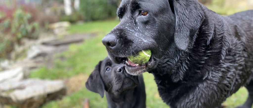 A black lab walks around outside with a tennis ball in their mouth.