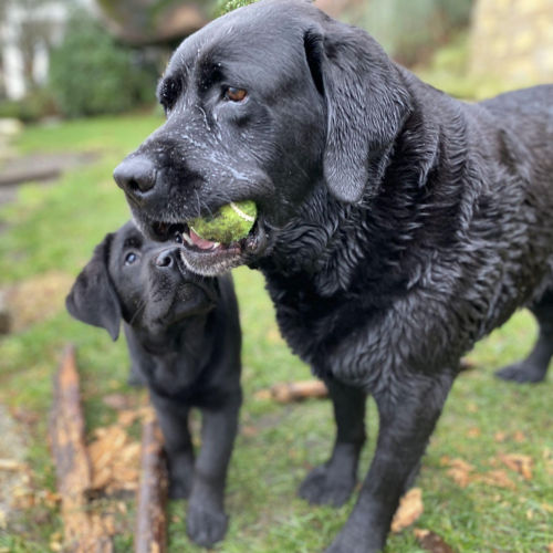 A large black dog with a tennis ball in its mouth playing with a smaller black dog