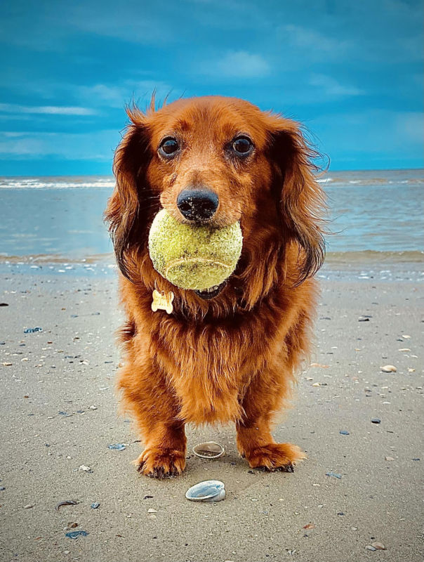 A small brown dog holding a ball in its mouth standing on the beach wearing a collar with an ID tag