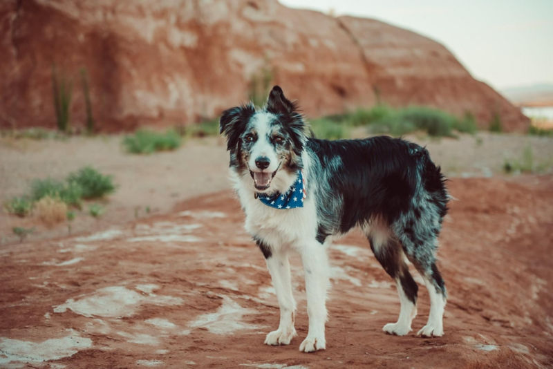 A black and white dog standing in a desert with red boulders in the background