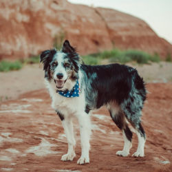 A black and white dog standing in a desert with red boulders in the background