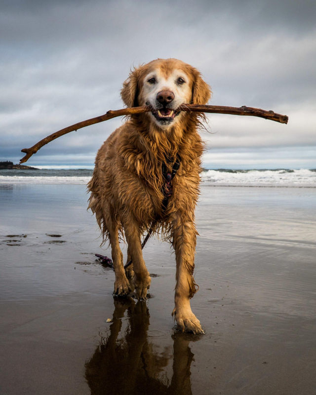 A golden retriever carries a stick along a beach.