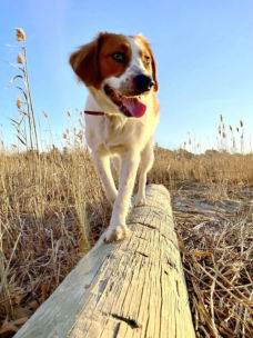 A brown and white dog standing on a log in a field
