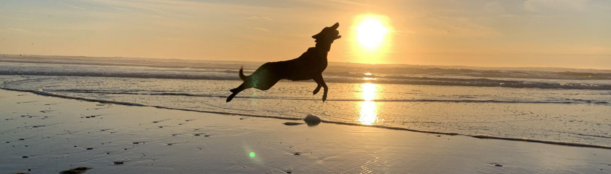 A dog jumping in the air on a beach with the sun setting behind him