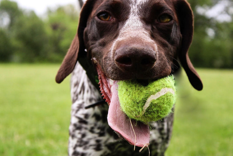 A close up of a brown and white dog with a ball in its mouth