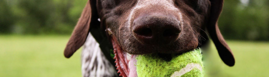 A close up of a brown and white dog with a ball in its mouth