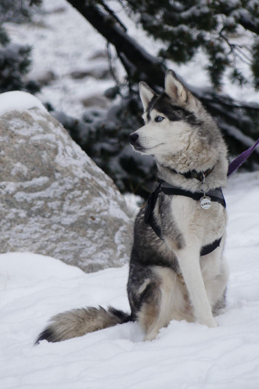 A Siberian Husky sitting outside in the snow