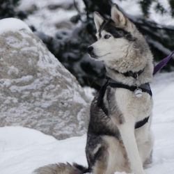 A Siberian Husky sitting outside in the snow