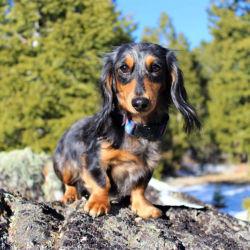 A black-and-brown, long-haired dachshund sitting on a rock outside