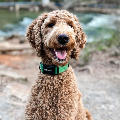 A brown poodle in a bright green collar sitting outside.