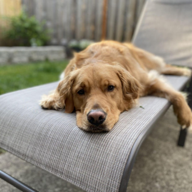 A yellow lab laying down on a lawn chair on the back deck