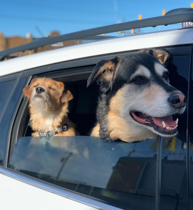 Two dogs sticking their heads out a car window.