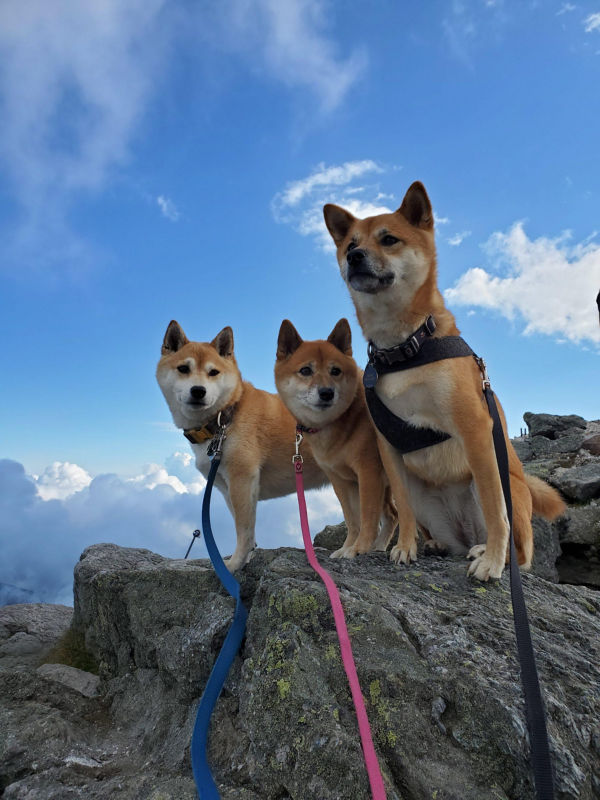 Three dogs standing on boulders high on a mountain top